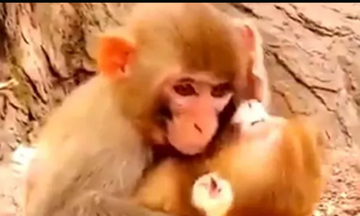 Tan chảy khoảnh khắc khỉ mẹ âu yếm, vỗ về khỉ con